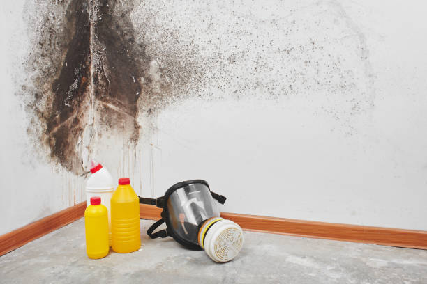Best Industrial Mold Remediation in Enterprise, AL