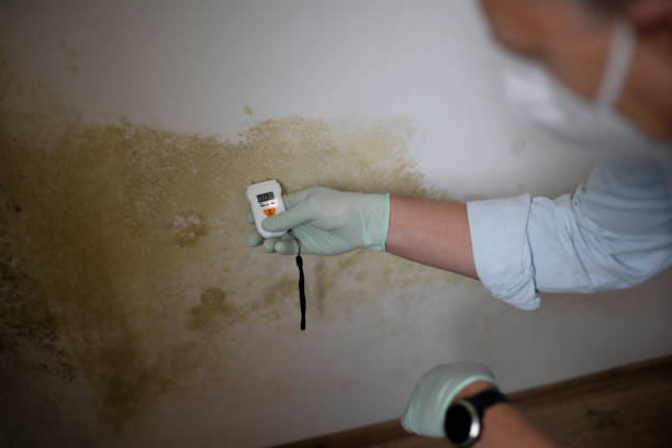 Best Attic Mold Remediation in Enterprise, AL