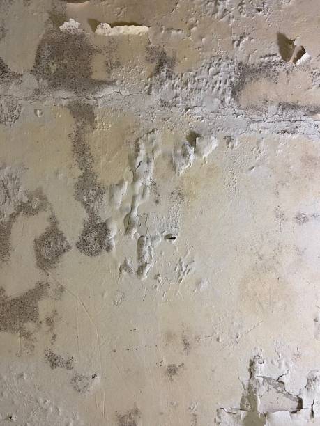 Best Commercial Mold Remediation in Enterprise, AL
