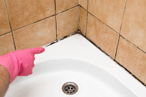 Professional Mold Remediation in Enterprise, AL